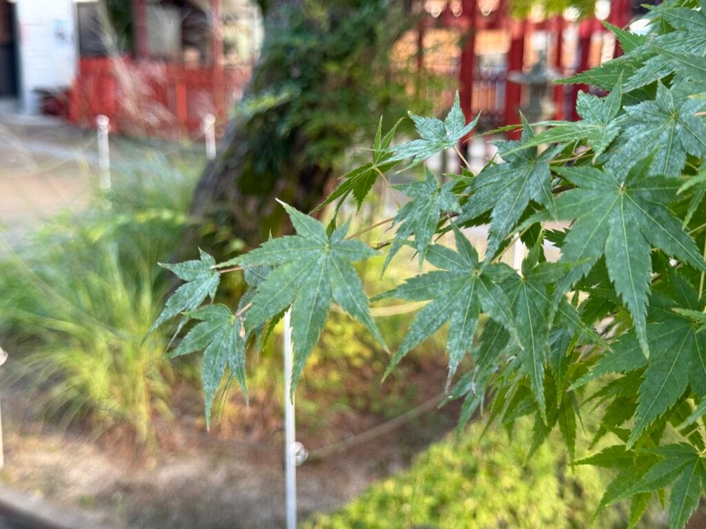iPhone 16 Proの写真作例