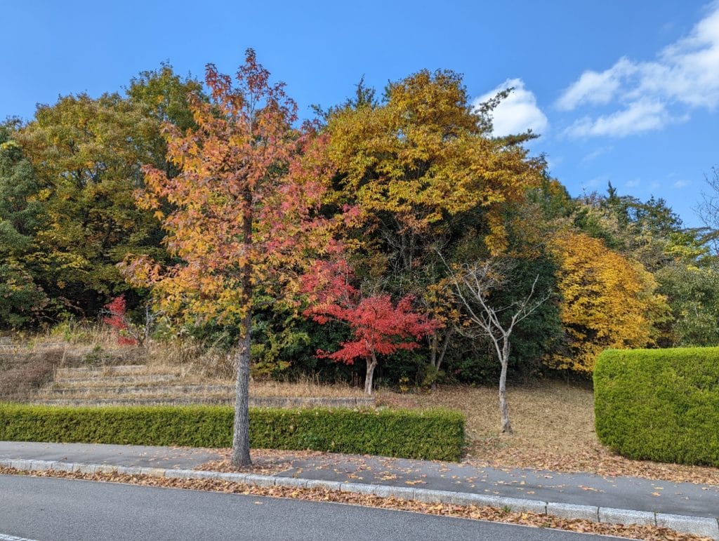 Pixel6 Proで撮影した紅葉