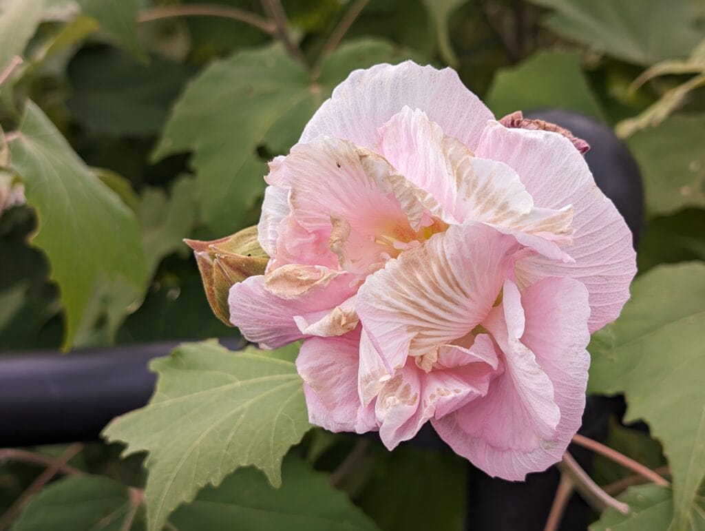Pixel 8 Proの写真作例
