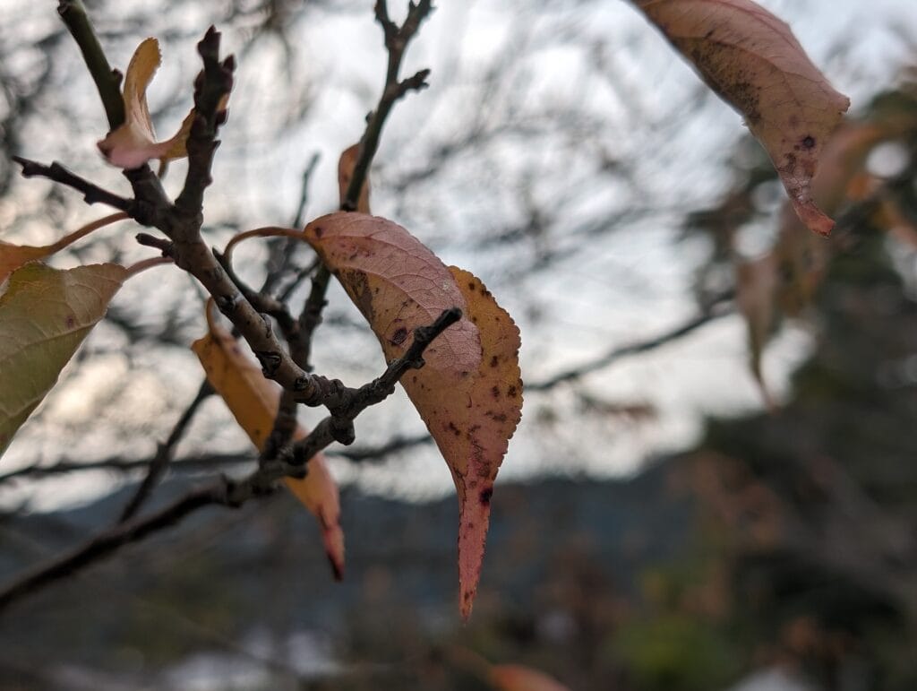 Pixel 8 Proの写真作例