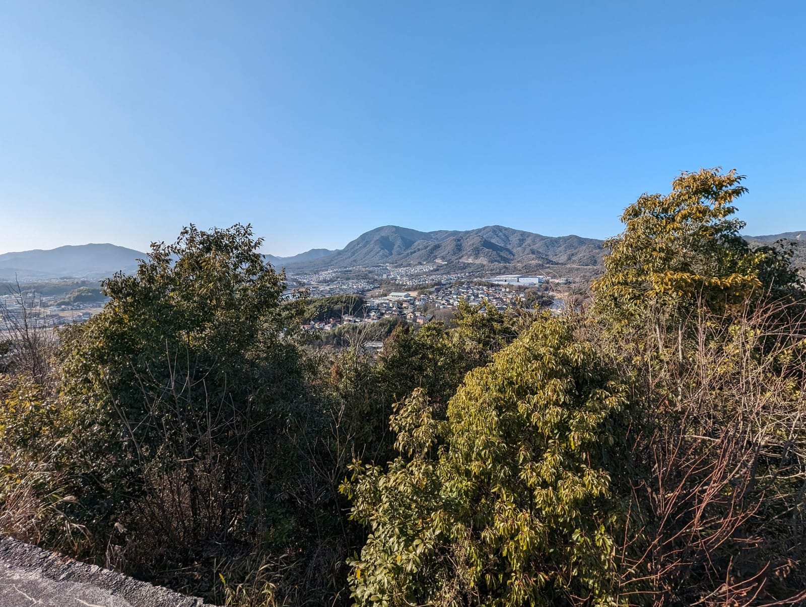 Pixel 8 0.5倍