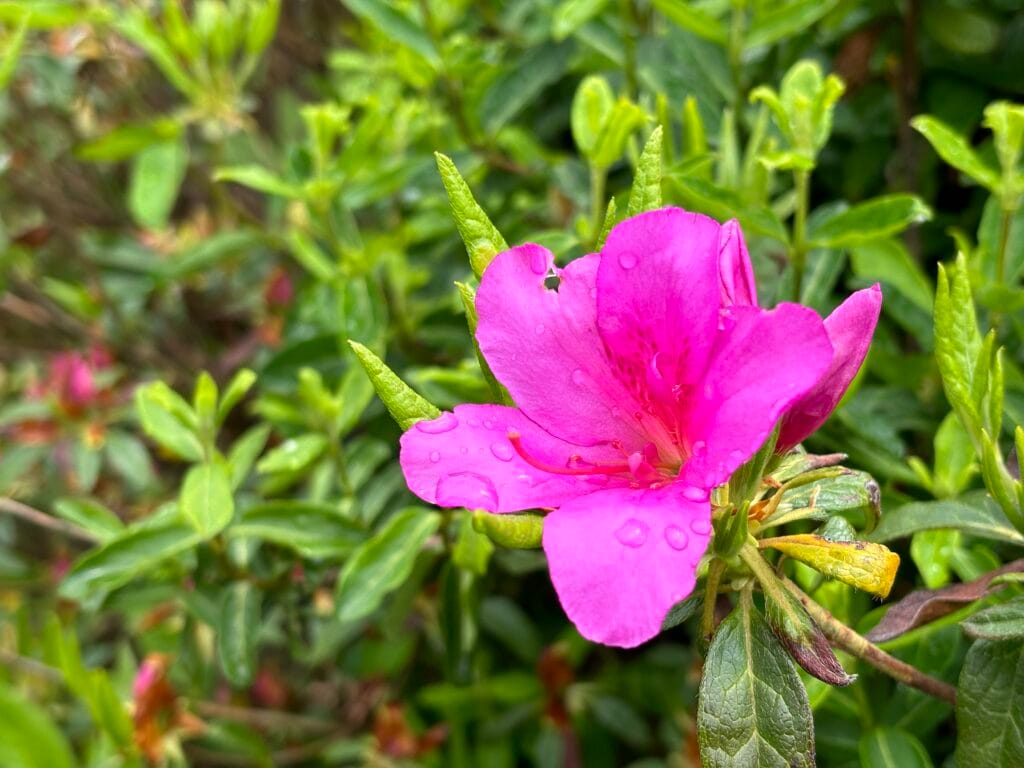 iPhone 15 Plusのカメラ作例